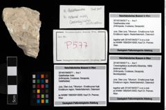 Foto (Objekt + Etikett) von Cracensigillatus acutirostris (Moericke, 1889)  (NHMW-GEO-2014-0194-0577b)